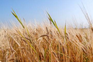 The field of wheat ears under the clear blue sky. Edges of the field leave far for the horizon