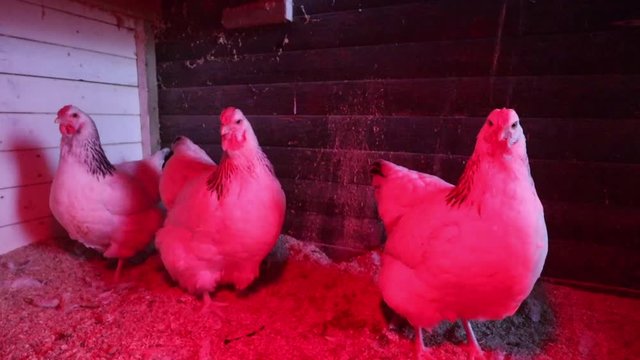 The simple life of chickens