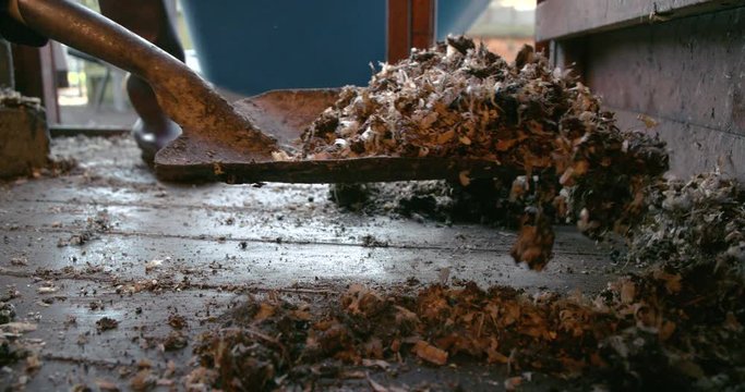 Shovelling chicken manure from chicken pen 