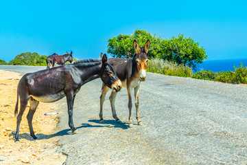 Wild donkeys are waiting at the entrance of Karpaz national park for tourists who give them...