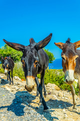 Wild donkeys are waiting at the entrance of Karpaz national park for tourists who give them...