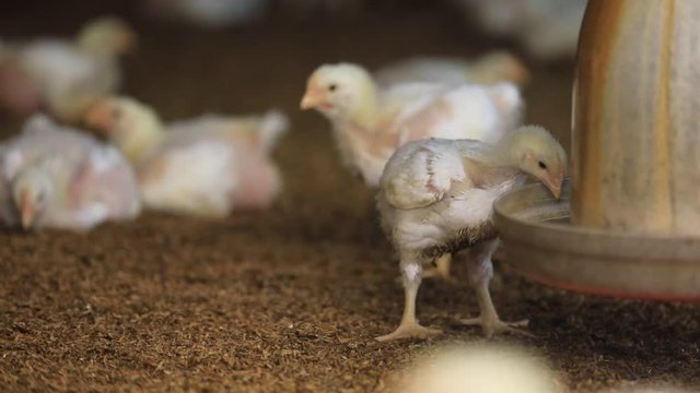 15days old chick drinking water in chick farming house