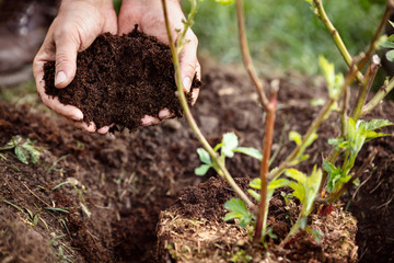 Ein Brombeerstrauch wird in die Erde gepflanzt, Hände mit Humus oder Komposterde