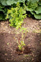 Brombeerstrauch im eigenen Garten, Anzucht, Pflanzung und Gartenarbeit