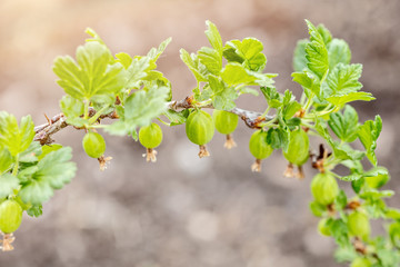 Zweig vom Stachelbeerstrauch, kleine Stachelbeeren im Reifeprozess