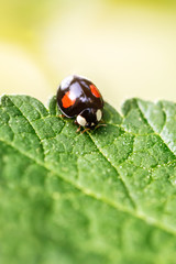 Adalia bipunctata, Zweipunkt-Marienkäfer oder Zweipunkt Marienkäfer auf einem Blatt