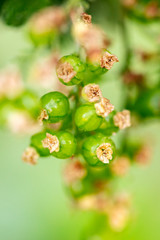 Junge Johannisbeeren beim Wachstum, grün und runreif am Johannisbeerstrauch