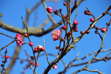 開花し始めた紅梅