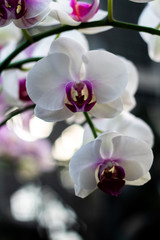 Fototapeta premium Purple and White orchids