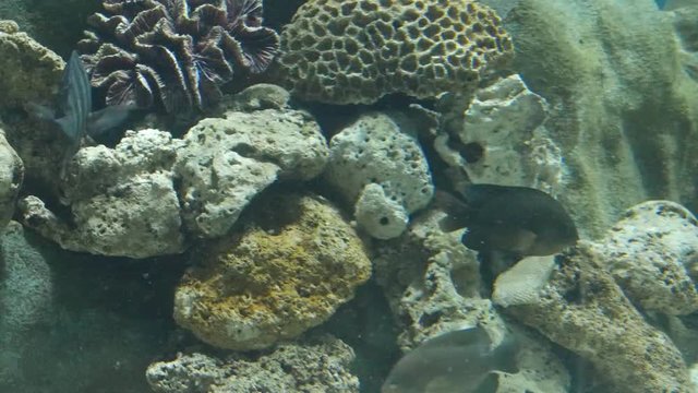Fishes Moving Around Corel Formations - Closeup 
