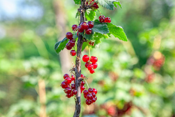 fresh red currant growing in the garden 