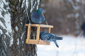 Pigeons eating from wooden feeder 09.01.2019