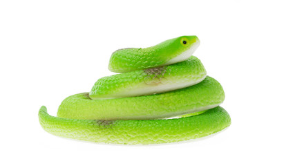 Snake toy isolated on white background.
