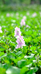 water hyacinth
