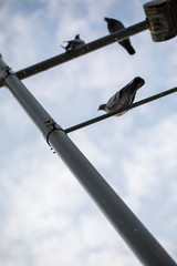 Pigeon on Lamp Post Street