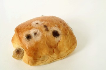 Mold on bread on white background.
