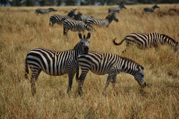 Fototapeta na wymiar Zebra resting its head on the back of a zebra eating