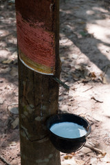 Rubber Tree Plantation.