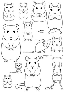 collection of pet rodents