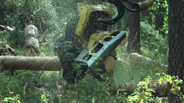 The chainsaw on a logging machine cuts a fallen tree into sections
