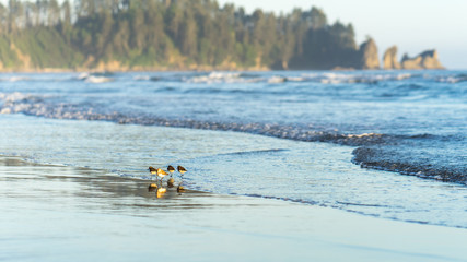Early morning at iconic La Push in Olympic National Park