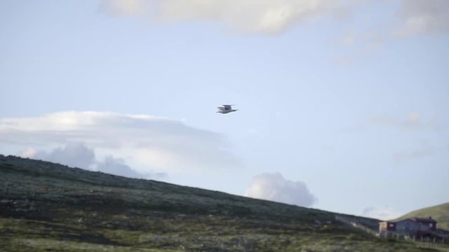 Shouting Seagull is flying over a small lake through a picturesque village in the Rondane Nationalpark in the scenic Norwegian mountains in slow motion at sunset.