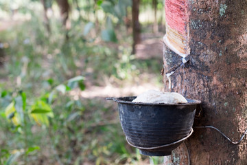 Rubber Tree Plantation.