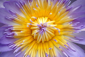 Close up of purple lotus or water lily flower with light blue carpel for background.