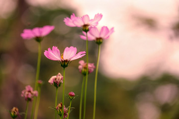 Beautiful pastel pink cosmos flower in sunny day at park, vintage tone style image background.