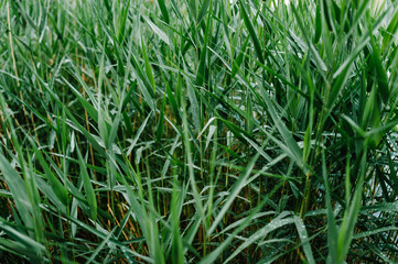 Beautiful green grass with dew and transparent rain water. Seasonal concept - summer morning. Large drops on a green texture leaf in nature. Natural background. Spring.