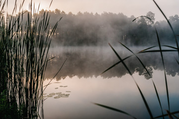 Fog, grass, trees against the backdrop of lakes and nature. Fishing background. Carp fishing. Misty morning. nature. Wild areas. the river. Sunrise.