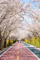 Fototapeta na wymiar Cherry blossoms bloom on both sides of the road in spring.
