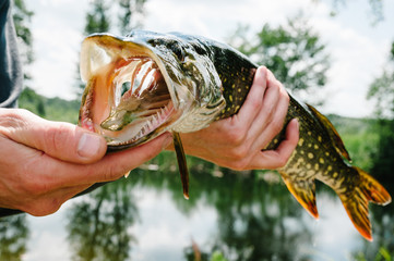 Hand with big fish pike on the background of the lake. Great catch, pike on hooks. fishing bait....