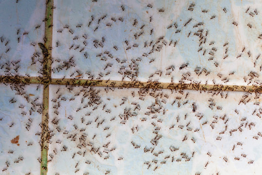 Ants In House On The Wall Angleants Walk On The Tile Floor.