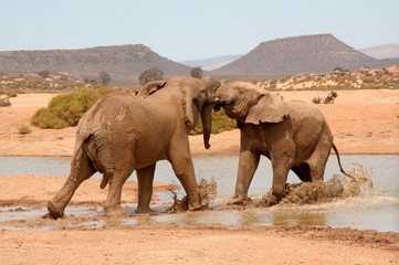 Elephants wrestle