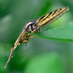 Butterfly resting