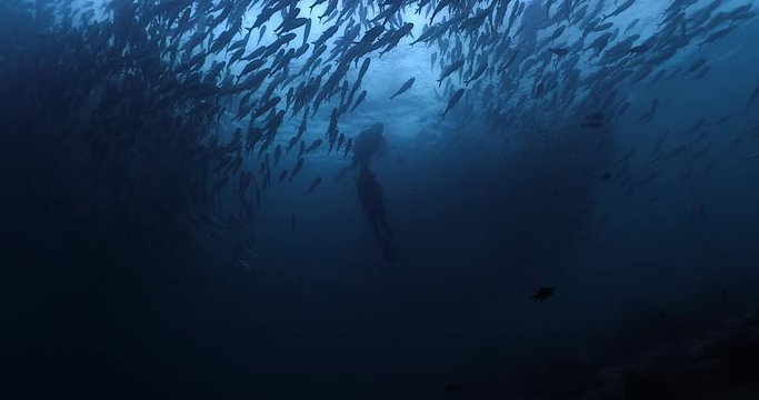 Scuba divers in awe surrounded by a school of jack fish