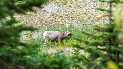 Mountain sheep in Glacier National Park