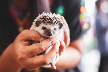 Woman holding and playing with small Hedgehog porcupine © pingpao