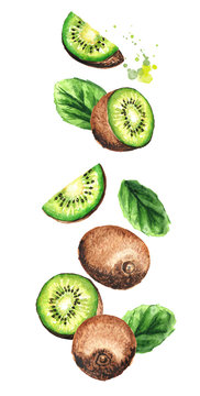 Falling ripe kiwi fruits, vertical composition. Watercolor hand drawn illustration,  isolated on white background