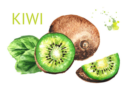 Ripe whole kiwi fruit and half and slice kiwi fruit. Watercolor hand drawn illustration  isolated on white background