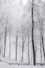 Fototapeta na wymiar winter forest landscape with snow