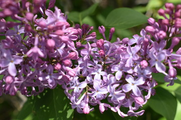 Stop To Smell the Lilacs