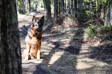 Dog German Shepherd in the forest in an early spring