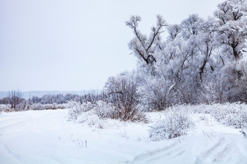 Fototapeta na wymiar Beautiful forest after a snowfall.
