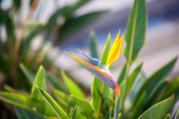 The blossomed strelitzia exotic Flower, bird of paradise
