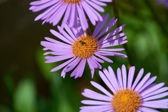 bee on field daisy