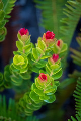 Red buds at the end of a small green shrub