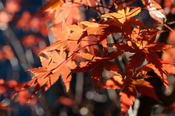 紅葉したモミジ