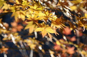 紅葉したモミジ